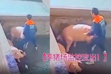 养猪场监控流出只要有洞就可以草